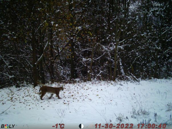 Natale 2022 in Vallée con la lince